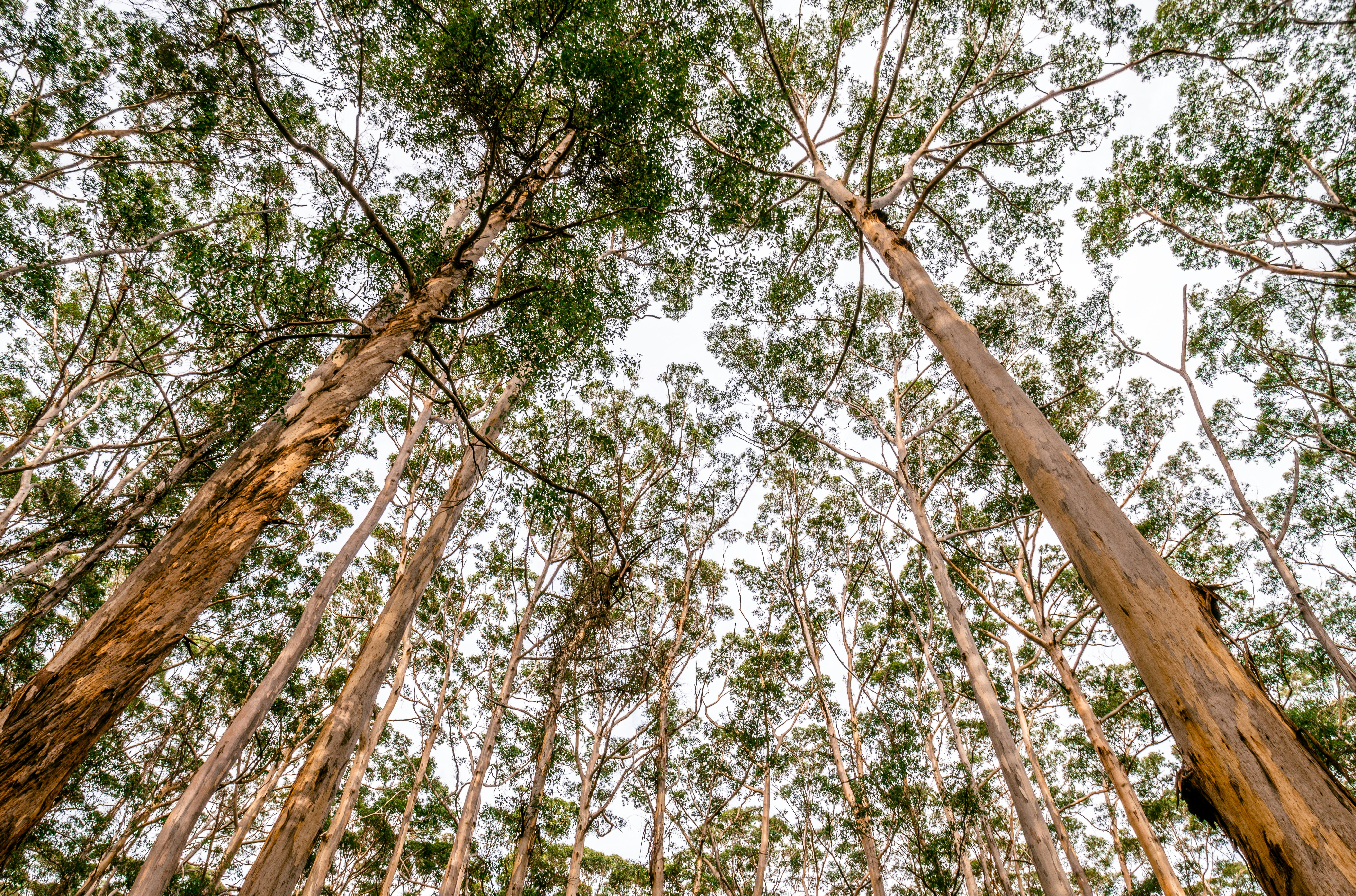 worm's eye view photography of trees